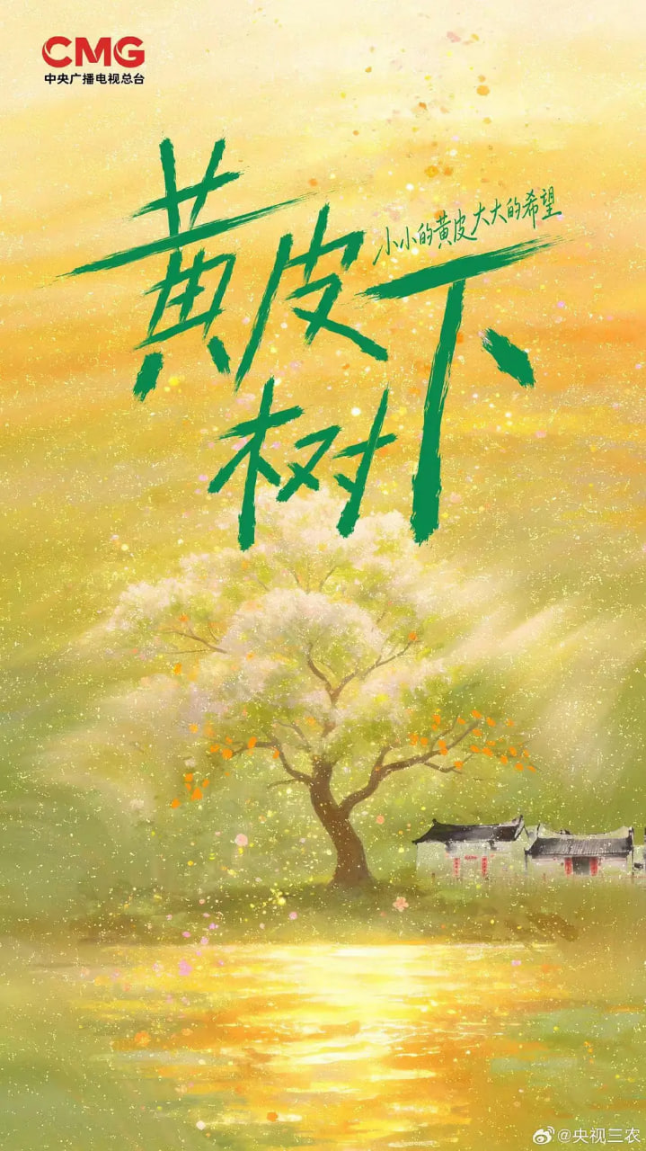 黄皮树下 2026 电视剧 海报