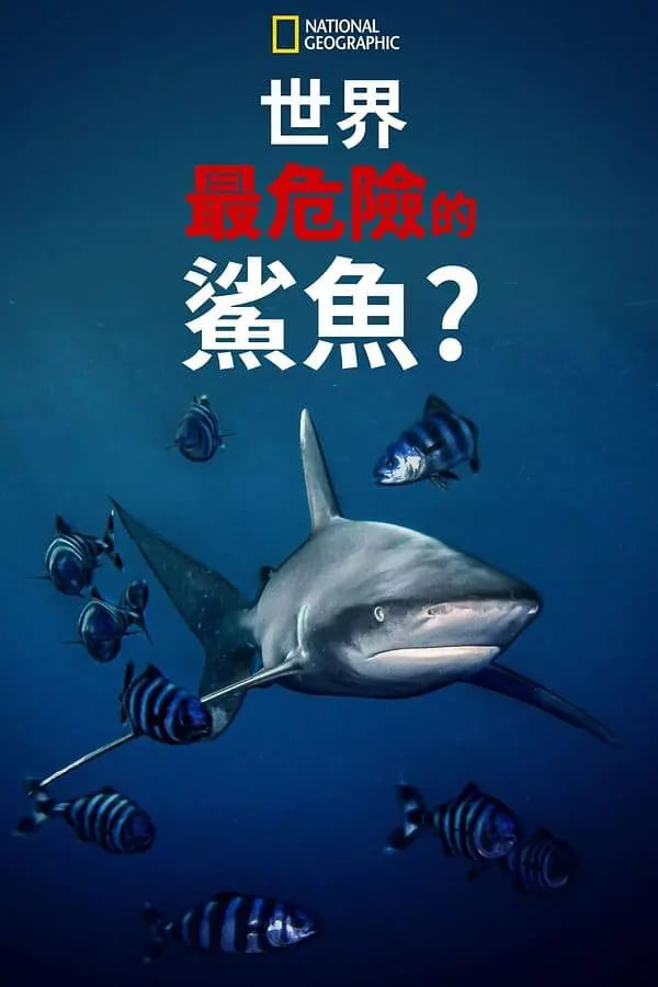 世上最危险的鲨鱼 2021 纪录片 海报