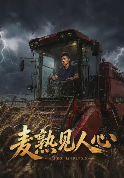 麦熟见人心 2026 短剧 海报