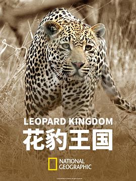 花豹王国 2019 纪录片 海报
