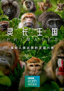 灵长王国 2020 纪录片 海报